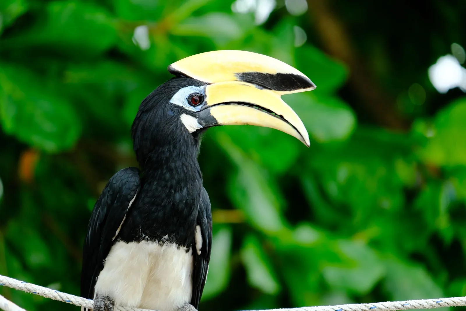 Ang Thong wildlife encounter