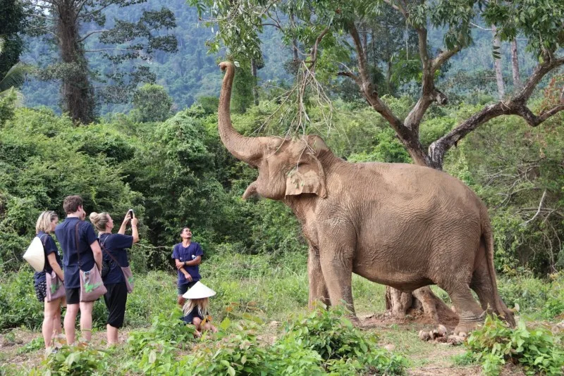 Samui Elephant Home - elephant en jungle