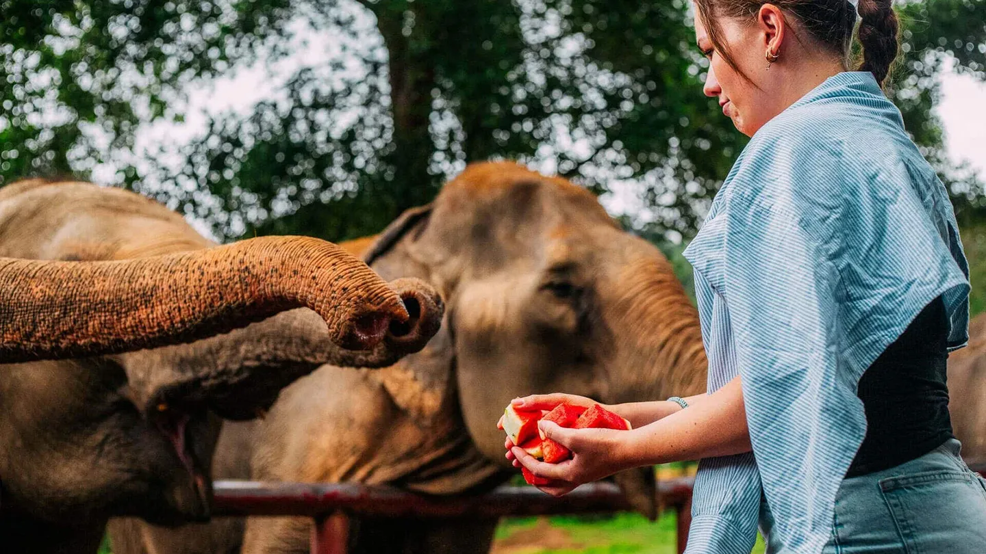Nourrissage elephants pasteque Samui Elephant Haven