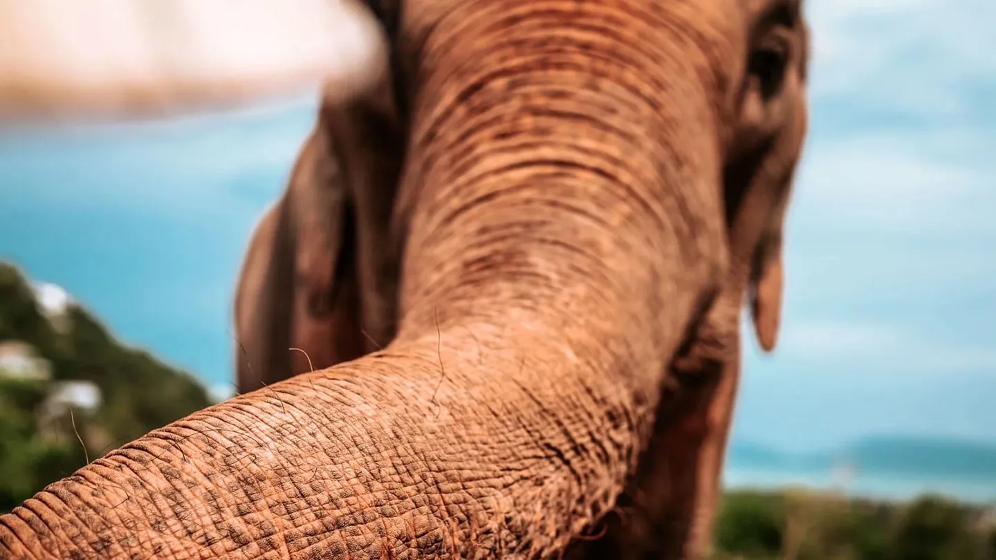 Trompe elephant gros plan vue mer Samui Elephant Haven