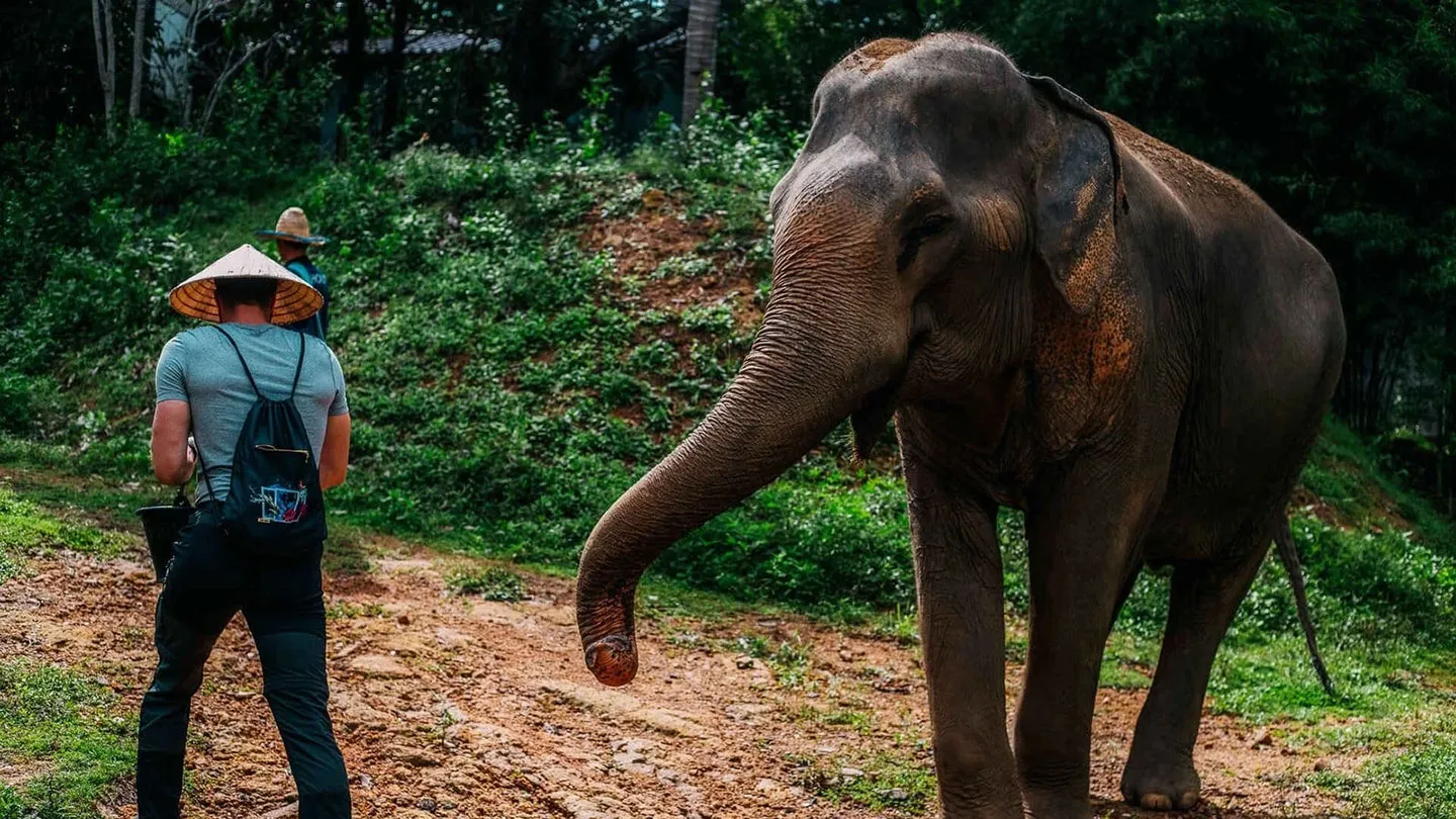 Marche aux cotes d un elephant Samui Elephant Haven