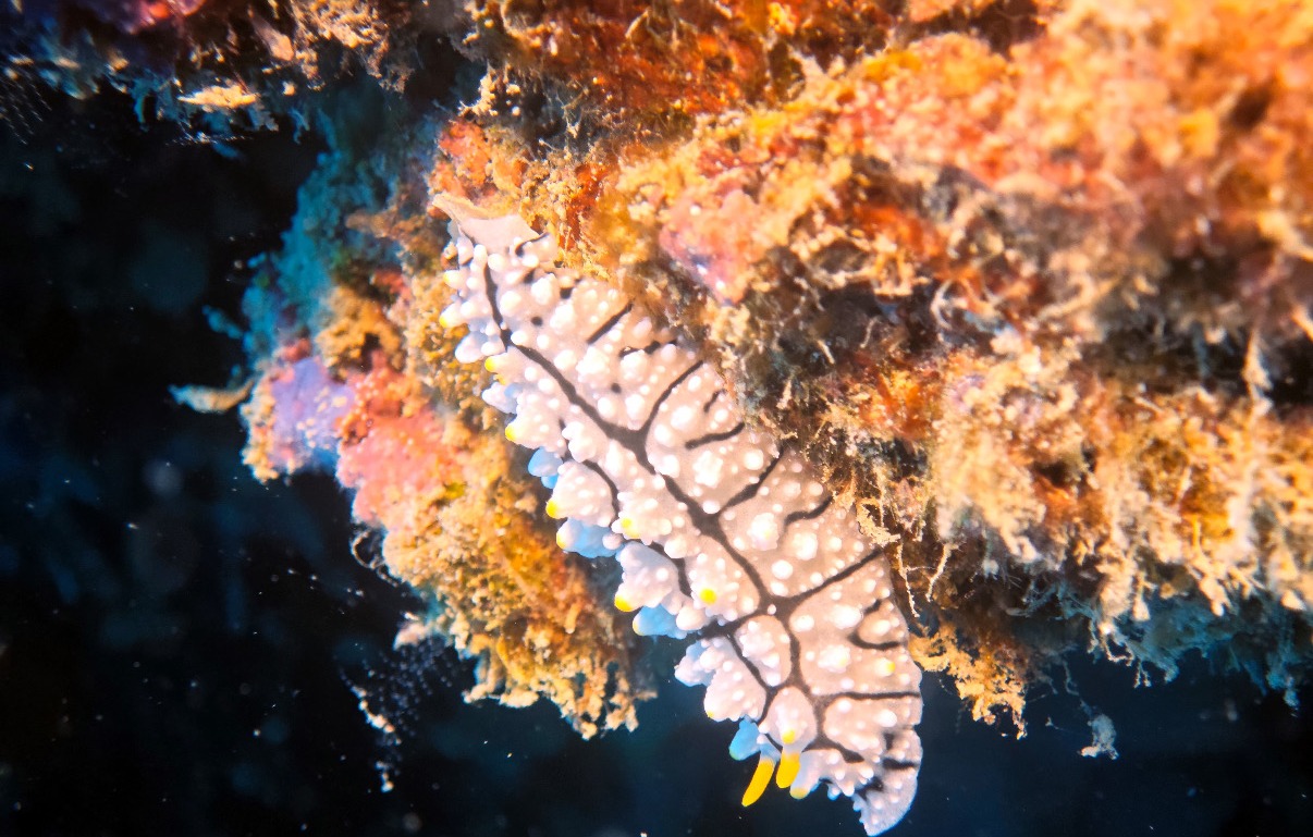 Nudibranche colore sur recif Koh Tao