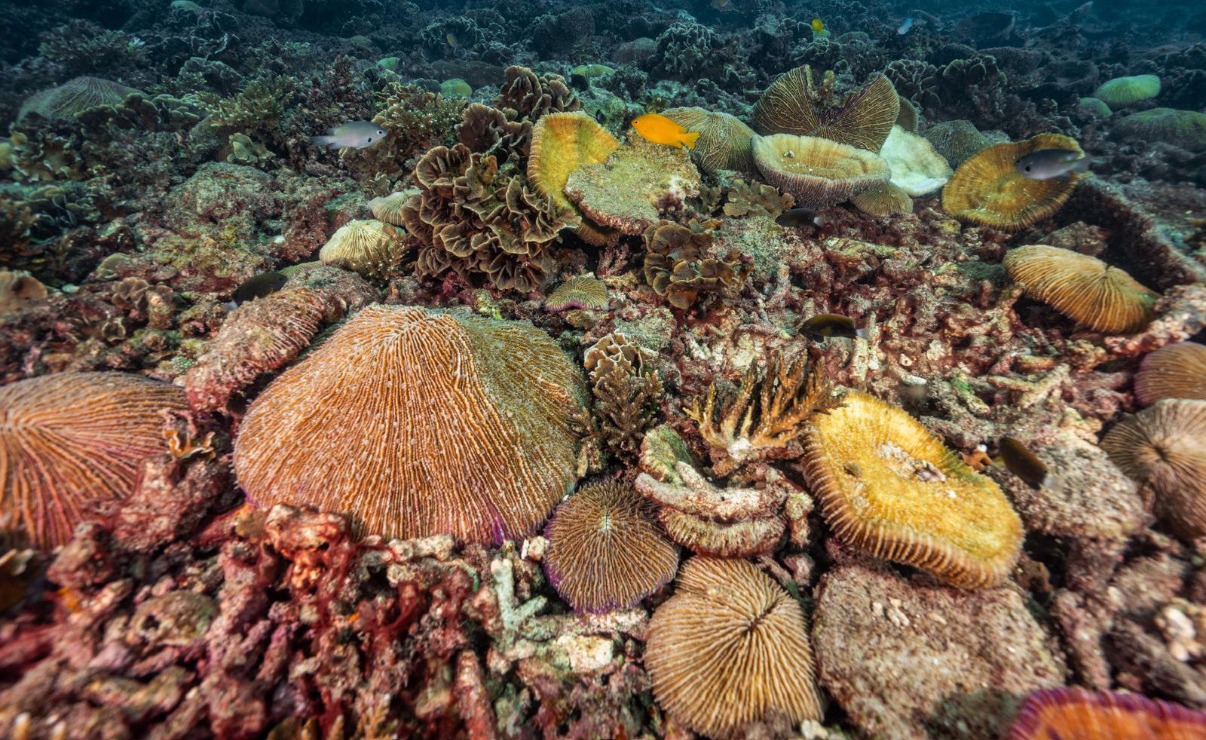 Recif corallien et coraux durs Koh Tao