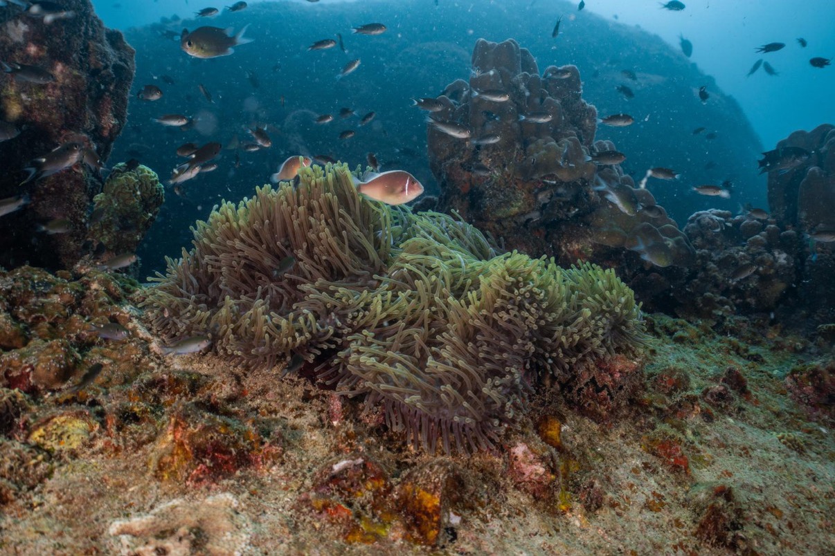 Anemone et poissons tropicaux Koh Tao