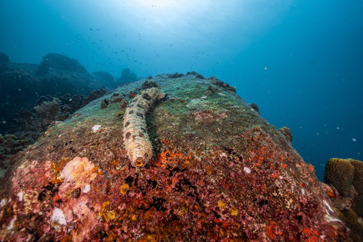 Holothurie sur corail multicolore Koh Tao