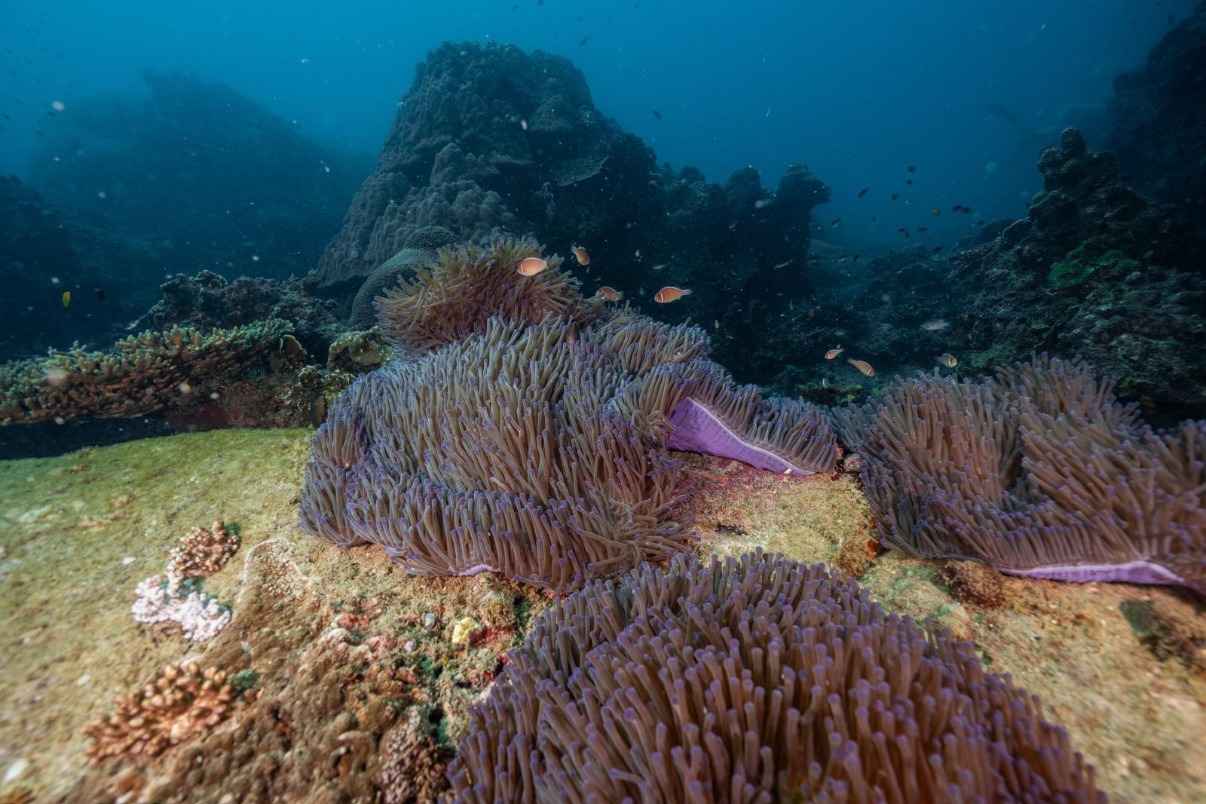 Faune sous-marine Koh Tao