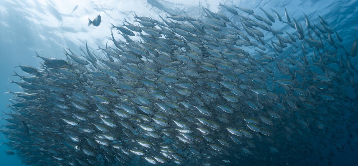 Banc de poissons tropicaux Golfe de Thailande
