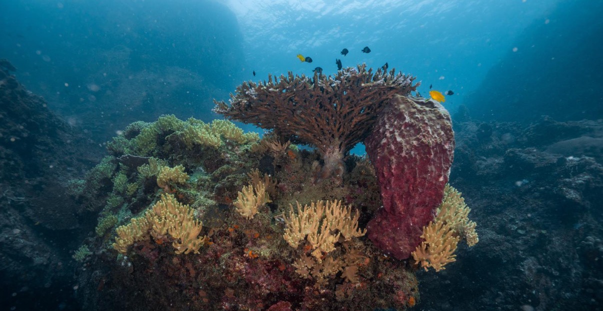 Plongee bouteille Koh Tao Golfe de Thailande