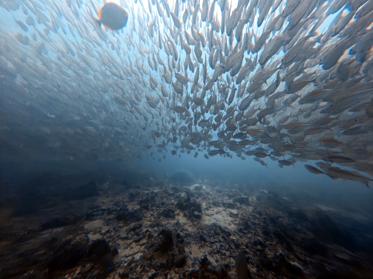 Corail et faune marine Golfe de Thailande