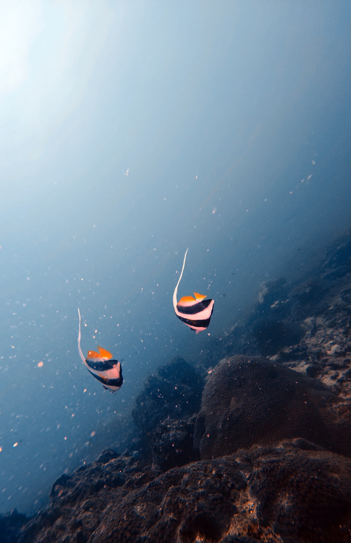 Site de plongee Koh Tao biodiversite