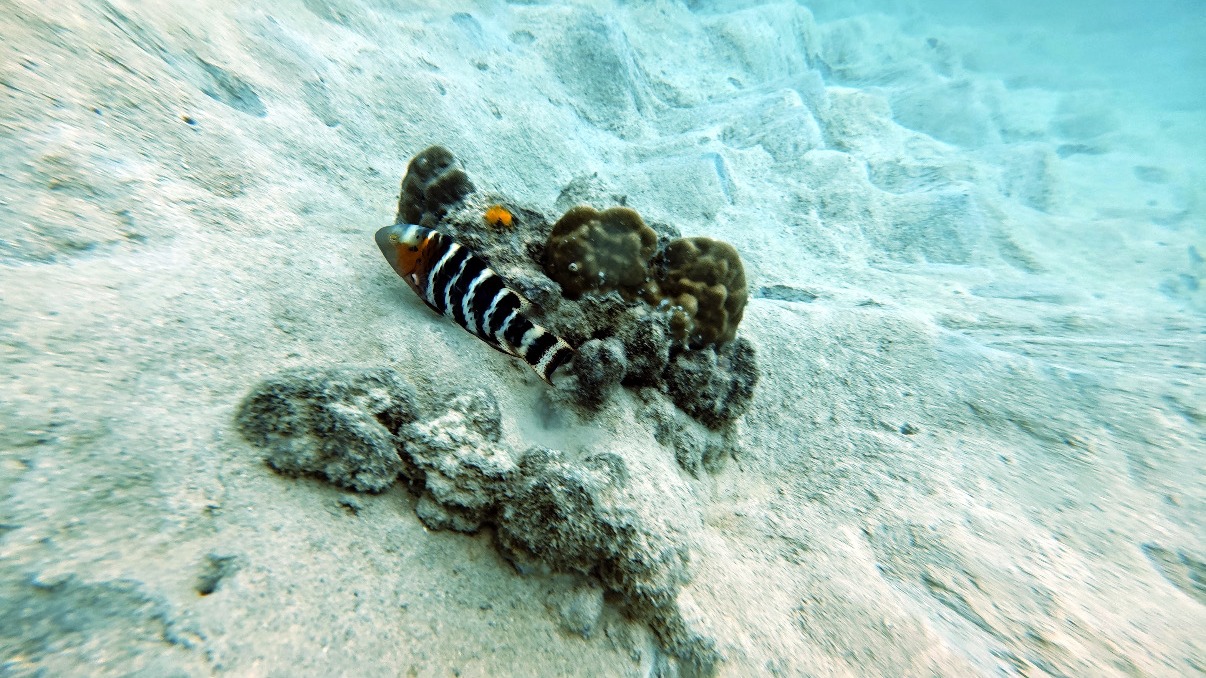 Anemone geante et poissons clowns Koh Tao