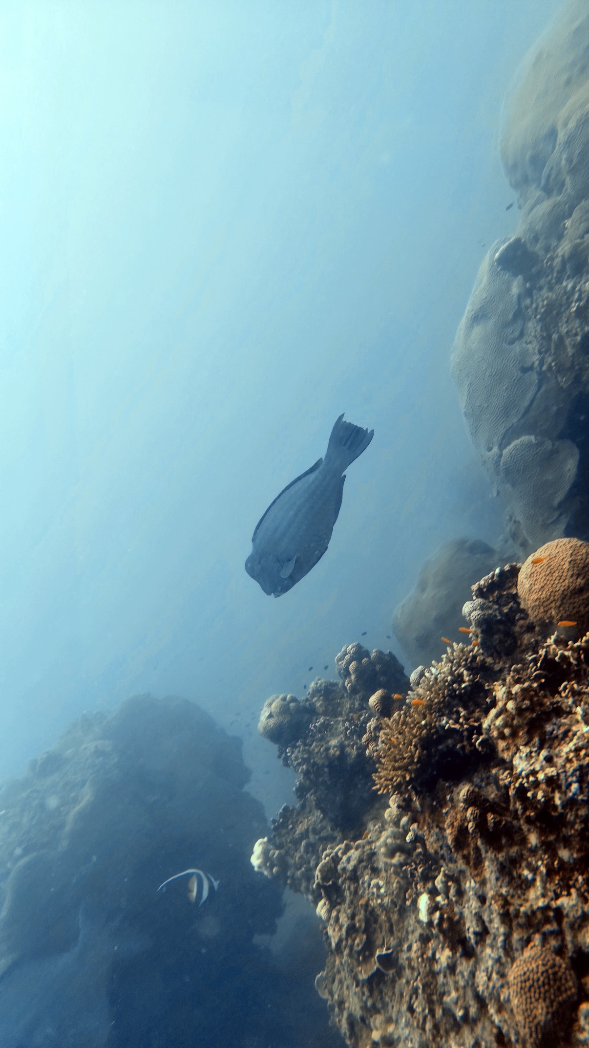 Plongeur explore recif Koh Tao