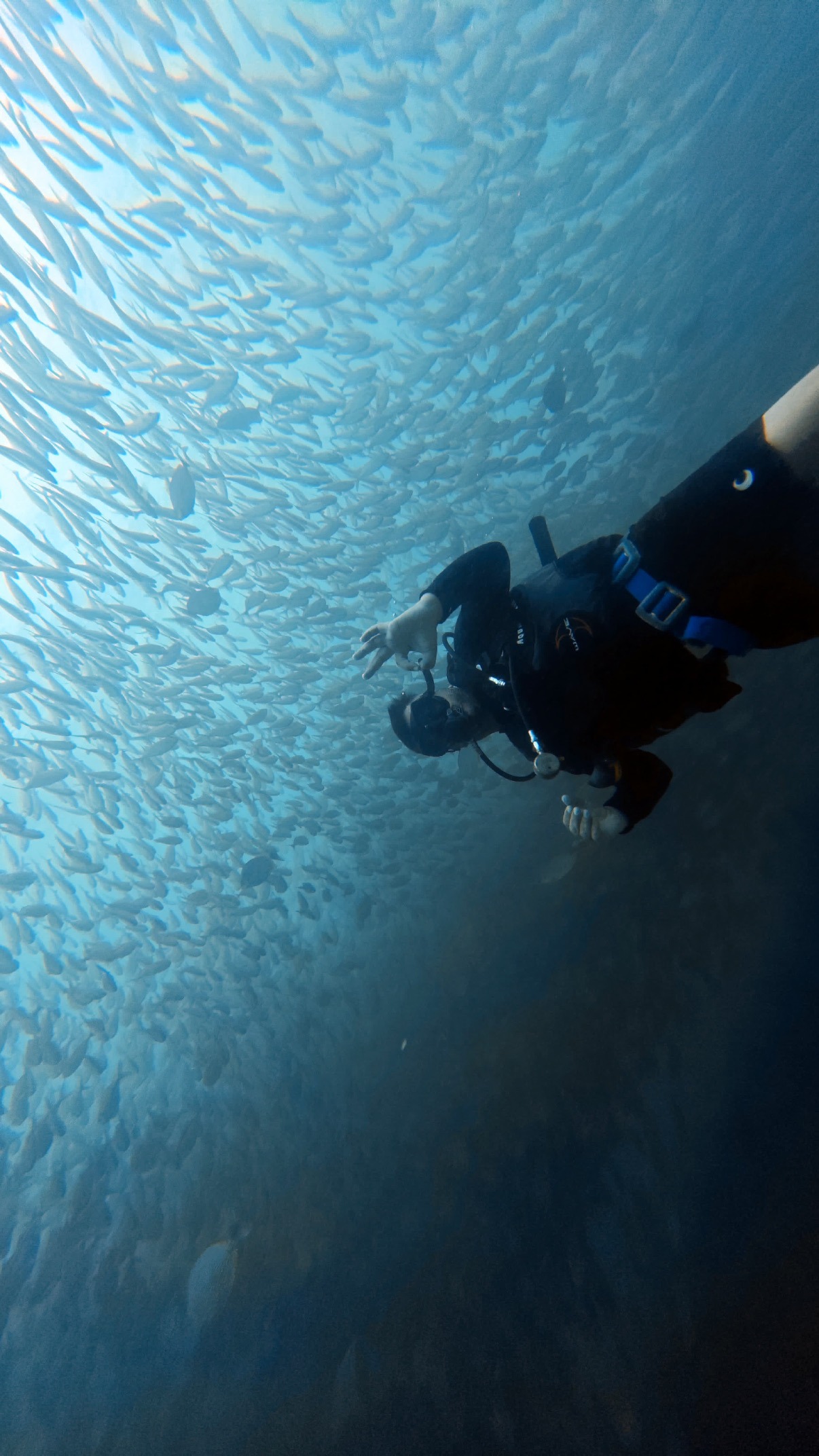 Banc de poissons et recif Koh Tao