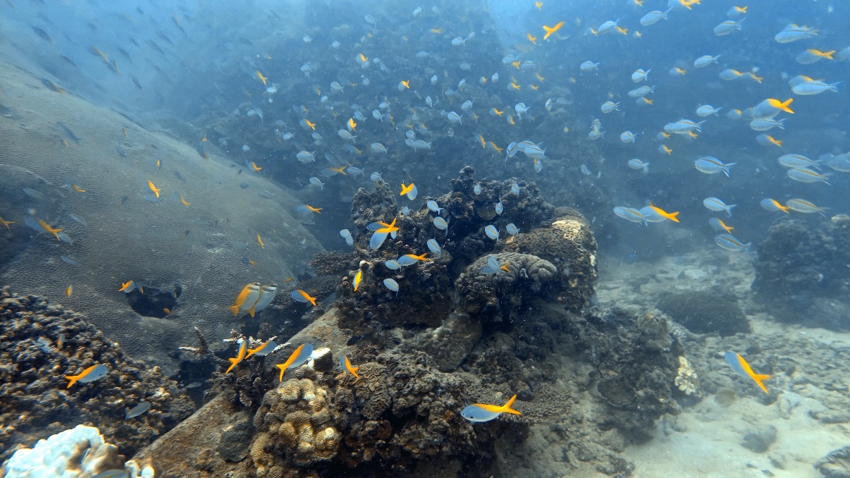 Plongee biodiversite Golfe de Thailande