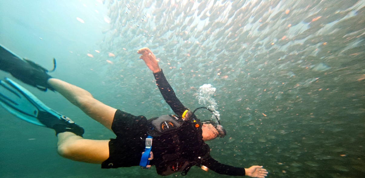 Faune sous-marine recif Koh Tao