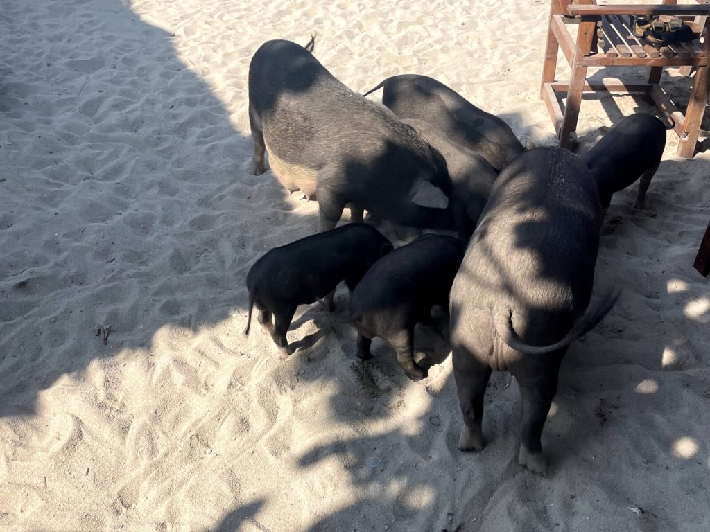 Koh Madsum Pig Island