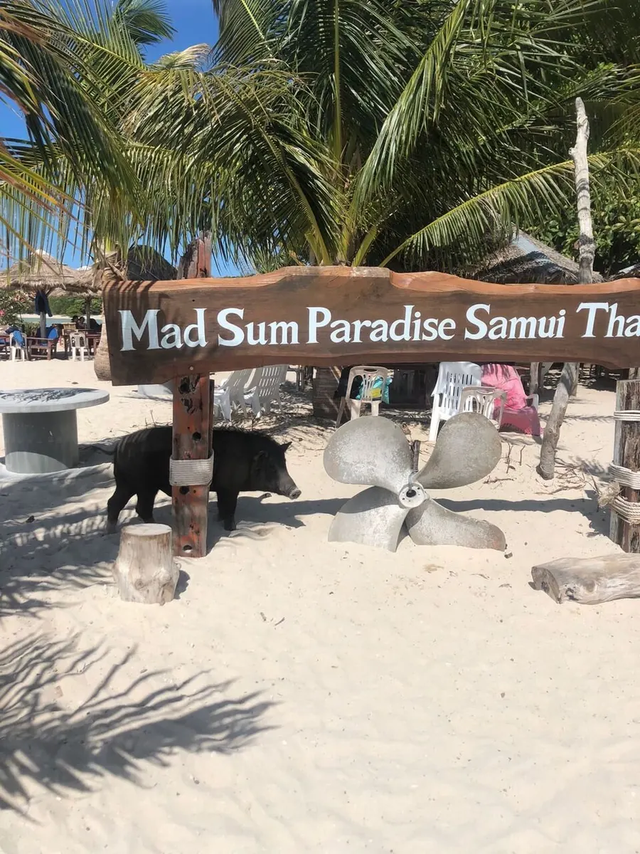 Koh Madsum Pig Island
